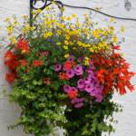 hanging-baskets 002