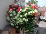 hanging-baskets 009