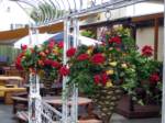 hanging-baskets 014