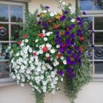 hanging-baskets 018