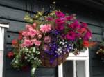 hanging-baskets 026
