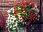 hanging-baskets 031