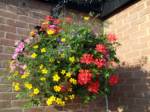 hanging-baskets 033