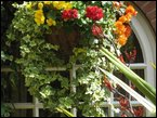 hanging-baskets 044