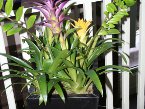 indoor-plants 003