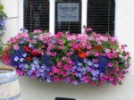window-boxes 001