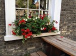 window-boxes 010