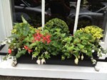 window-boxes 016