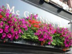 window-boxes 022