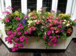 window-boxes 026