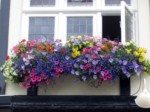 window-boxes 030