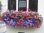 window-boxes 036